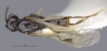 Media type: image;   Entomology 29063 Aspect: habitus dorsal view